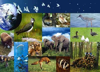 biodiversité 2_1.jpg